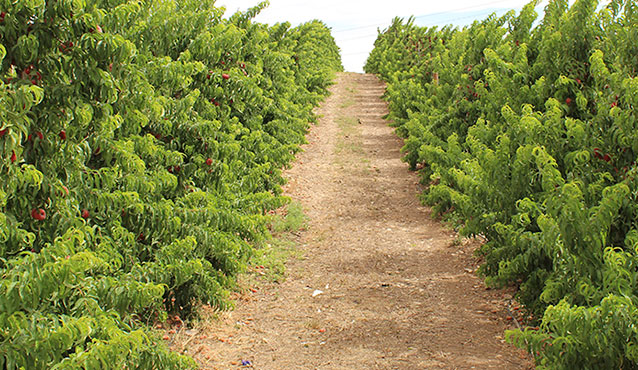 ondine family flat fruit producers growing Quality Flat Nectarines in the field