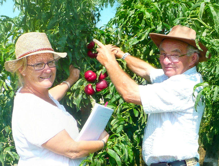 maillard brothers, pioneers in flat fruit and origin of ondine